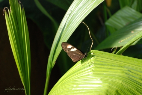 A green plant provides a butterfly with a sunny spot to sit and rest.