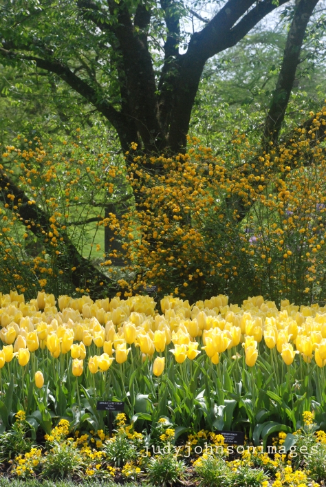 Yellow tulips brighten a gray day.